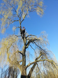 Snoeien van bomen - Boom snoeien - Bomen Snoeien - Snoeiwerkzaamheden - Boomkapbedrijf De Winter Wirdum Groningen - Boomkap Stobbenfrezen Versnipperen