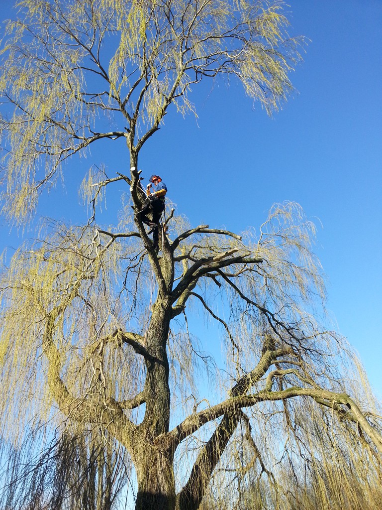 Snoeien van bomen - Boom snoeien - Bomen Snoeien - Snoeiwerkzaamheden - Boomkapbedrijf De Winter Wirdum Groningen - Boomkap Stobbenfrezen Versnipperen