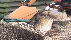 Boomstronk uitfrezen - Boomstronk verwijderen - Boomkapbedrijf De Winter Wirdum Groningen - Boomkap Stobbenfrezen Boomstronk verwijderen