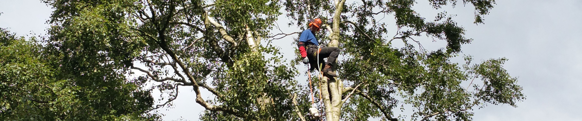 Boomkapbedrijf De Winter Wirdum Groningen - Boomkap Stobbenfrezen Versnipperen